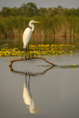 Great White Egret - Ardea alba, beautiful large egret from European fresh waters, Hortobagy National Park, Hungary.