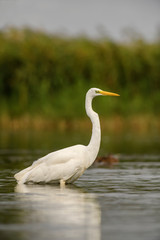 Naklejka premium Great White Egret - Ardea alba, beautiful large egret from European fresh waters, Hortobagy National Park, Hungary.