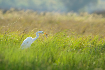 Great White Egret - Ardea alba, beautiful large egret from European fresh waters, Hortobagy National Park, Hungary.
