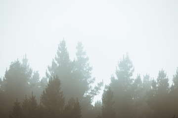 Obraz na płótnie Canvas Misty landscape with forest in vintage style