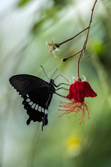 Black Swallowtail Butterfly  - 269970564