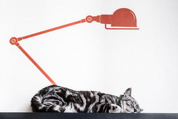 sleeping cat under a red paint lamp on table