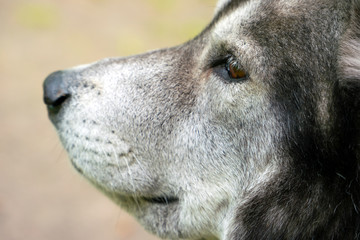 Naklejka premium Portrait of grey husky in profile. In the shot close-up of the dog's eyes and nose.