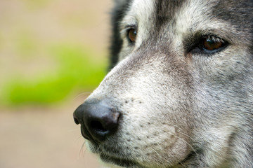 Portrait of a gray husky. In the shot close-up of the dog's eyes 