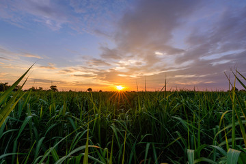 Fresh sugarcane field in sunset time