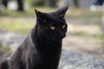 street cat crouching on side street in park.