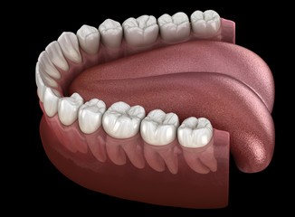 Mandibular human gum and teeth. Medically accurate tooth 3D illustration