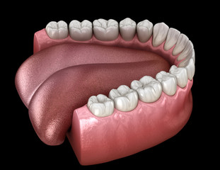 Mandibular human gum and teeth. Medically accurate tooth 3D illustration
