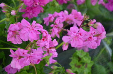 kwiat, roz, charakter, jardin, kwiat, roślin, jary, kwiat, czerwień, zieleń, lato, kwiat, drzew, beuty, piękne, feuille, kwitnienie, kwiatowy, busz, fiolet, flora, feuille, naturalny, ros