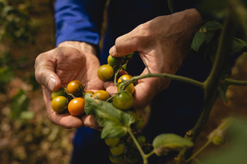 Farmer examining cherry tomatoes in farm
