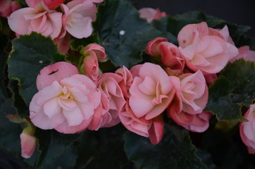 kwiat, roz, charakter, jardin, kwiat, roślin, jary, kwiat, czerwień, zieleń, lato, kwiat, drzew, beuty, piękne, feuille, kwitnienie, kwiatowy, busz, fiolet, flora, feuille, naturalny, ros