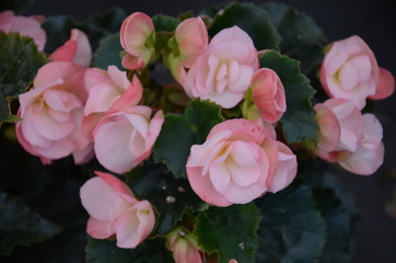 Obraz premium kwiat, roz, charakter, jardin, kwiat, roślin, jary, kwiat, czerwień, zieleń, lato, kwiat, drzew, beuty, piękne, feuille, kwitnienie, kwiatowy, busz, fiolet, flora, feuille, naturalny, ros