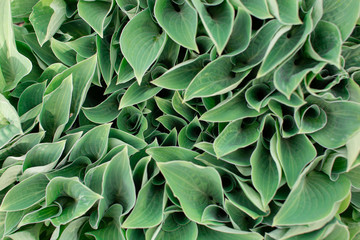 Fototapeta premium green bush with various leaves.