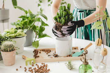 Female gardener transplanting cacti