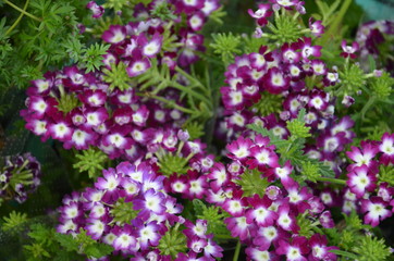 Obraz premium kwiat, roz, charakter, jardin, kwiat, roślin, jary, kwiat, czerwień, zieleń, lato, kwiat, drzew, beuty, piękne, feuille, kwitnienie, kwiatowy, busz, fiolet, flora, feuille, naturalny, ros