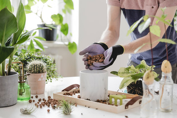 Home gardener  transplanting plant in ceramic pots on the white wooden table. Concept of home...