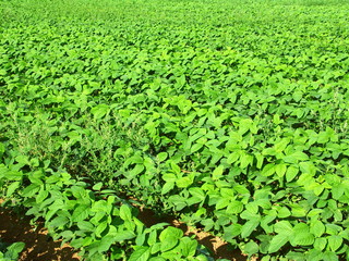 朝の枝豆畑風景