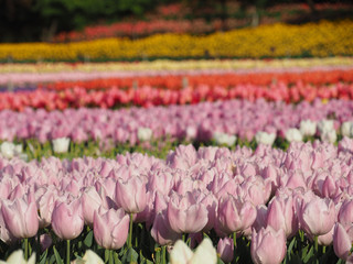 Colorful tulip plant field in sunny day.