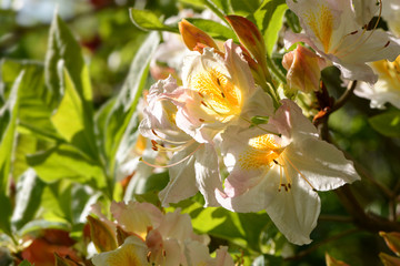 Blumen 1064