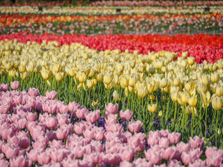 Colorful tulip plant field in sunny day.