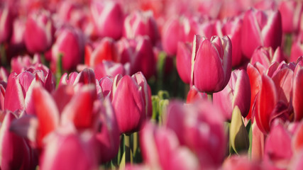 Pink tulip plant field in sunny day.