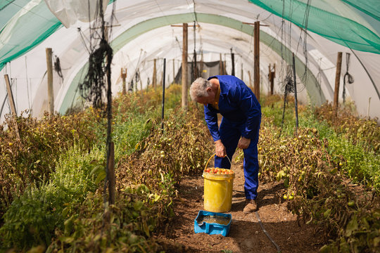 Senior male farmer holding bucket of tomato in greenhouse