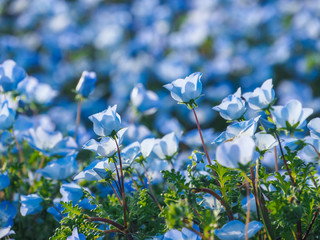 Blue nemophila flower field.