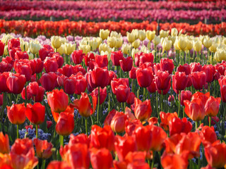 Colorful tulip plant field in sunny day.