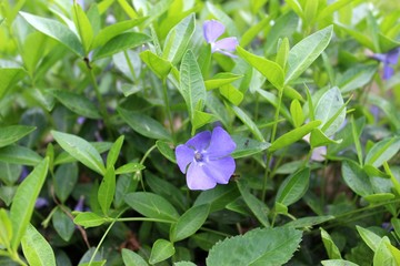 blue flower on green background