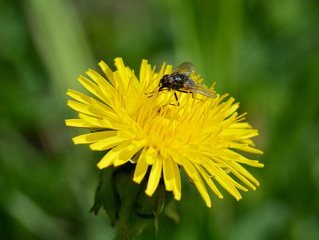 Вlack fly sits on petals of yellow dandelion flower close-up on blurred green grass background