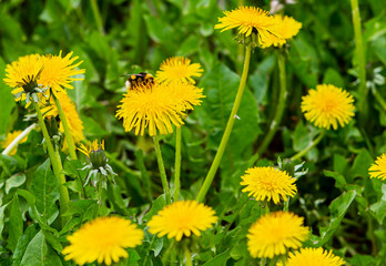 Dandelions field. Nature background. Bee on flower. Yellow dandelions with seeds on green lawn.