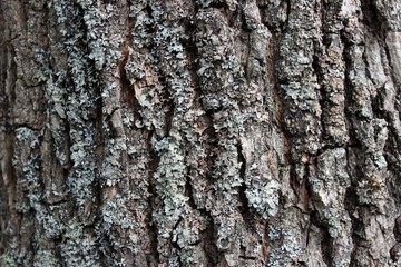 bark of an old tree