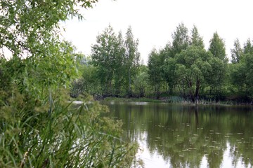 lake in the forest with a tree in the foreground