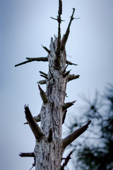 dead tree
