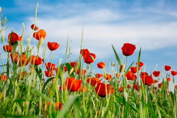  blossom red poppy field macro 