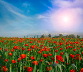 flower poppy nature meadow  sun 
