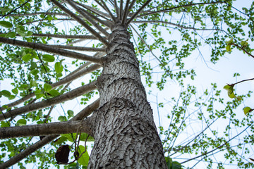Fototapeta premium tree in the forest