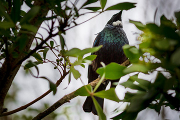 New Zealand tui (Prosthemadera novaeseelandiae) songbird