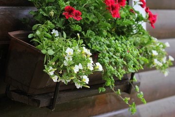 Red and white flowering plants in a flower box in the window sill . Geranium, petunia and bacopa flower growth in pot