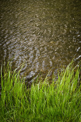 River bank in summer time. Nature background.