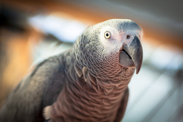 Obraz premium portrait of a parrot