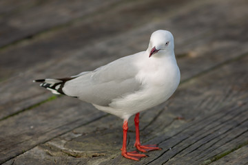 Seagull closeup