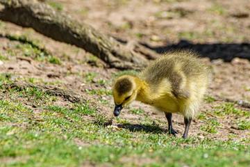 Canada goose gosling (Branta canadensis)