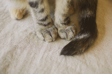 Close up view of cat paws on white linen background. Cat sitting on white linen. 