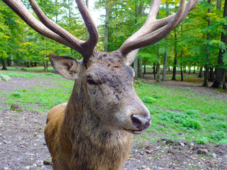 Stag