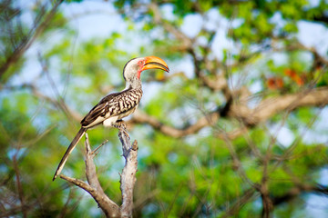 Hornbill