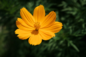 blooming yellow flower in garden, shallow depth of field