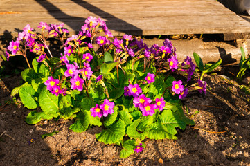 The first spring flowers - purple primula in the garden