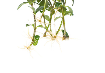 The root system of the home flower nematantus, goldfish, white background, isolate, botany