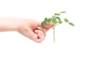 Female hand holds a sprig of roses with a developed root system, planting flowers, white background, isolate